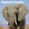 Elephant Sounds