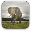 Elephant Video Wallpaper