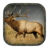 Elk Hunting Calls