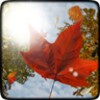 Falling Leaves FREE