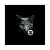 Find A Cat 3