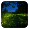 Firefly With The Moon