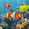 Fish Aquarium