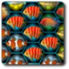 Fish Match