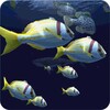Fish Schooling