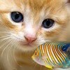 FISH&CAT LIVE WALL PAPER (8)