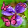 Flower And Butterflies