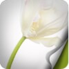 Flower Full HD