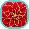 Flowers HD Wallpapers