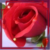 Flowers Photo Live Wallpaper