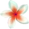 Flowers Wallpaper