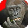 Flying Gorilla