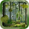 Forest LWP