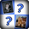 Free Kittens And Cats Matchup