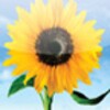 FreeDreamscape Live Wallpaper Pro