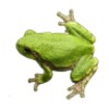 Frog Sounds
