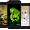 Frog Wallpaper
