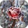 Frozen Flowers Live Wallpaper