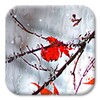 Frozen Screen Drawing (free)