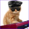 Funny Cats