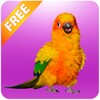 Funny Talking Parrot