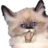 Funny Voice Kitties