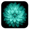 Galaxy Flower