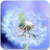 Galaxy S4 Sun And Dandelion Live Wallpaper