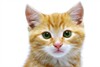 Gato Habla