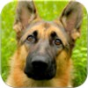 German Shepard Wallpapers