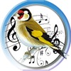 Goldfinch Hybrid Trainer