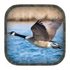 Goose Hunting Calls