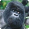 Gorilla Sounds