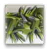 Graffiti Wallpapers