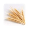 GrainSynth