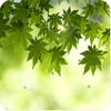 Green Leaf Live Wallpaper