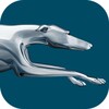 Greyhound
