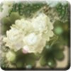 Happy Clover LiveWallpaper(Free)