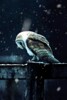 Hedwig Live Wallpaper