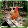 Hen Family Simulator