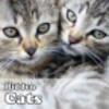 Hidden Cats