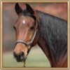 Horse HD Live Wallpaper