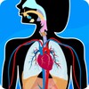 Human Anatomy Learning - Quiz