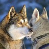Huskies Wallpapers