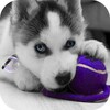 Husky Puppies Live Wallpaper
