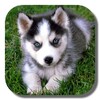 Husky