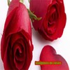 Imagenes De Rosas