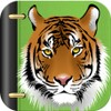 Imágenes De Tigres
