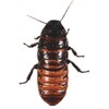 Infestation Free Live Wallpaper