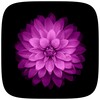 IOS Flower